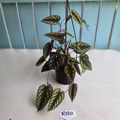 #R120 Cissus Discolor