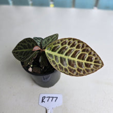 Load image into Gallery viewer, #R777 Labisia Turtle Back