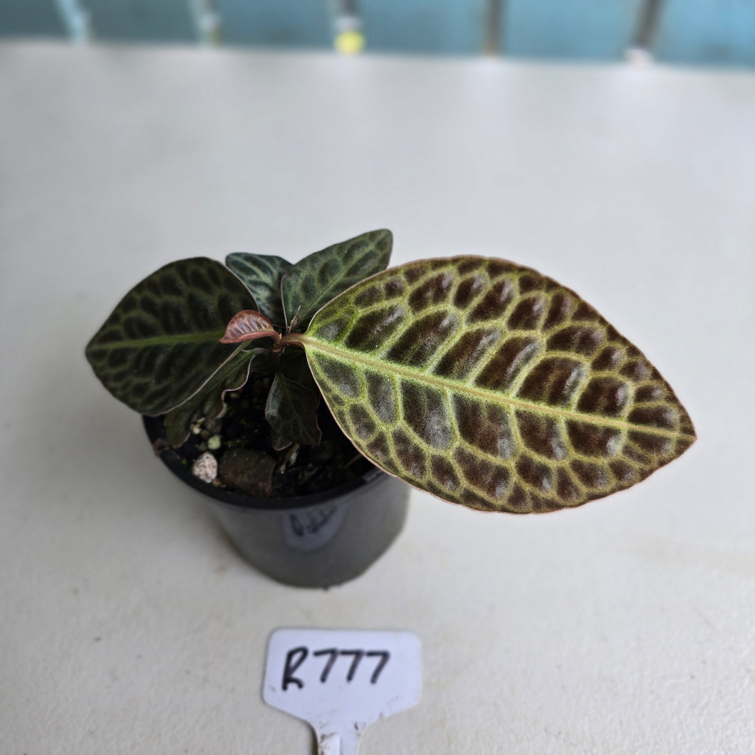 #R777 Labisia Turtle Back