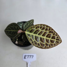 Load image into Gallery viewer, #R777 Labisia Turtle Back