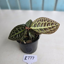 Load image into Gallery viewer, #R777 Labisia Turtle Back