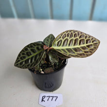 Load image into Gallery viewer, #R777 Labisia Turtle Back