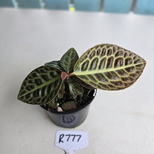 Load image into Gallery viewer, #R777 Labisia Turtle Back