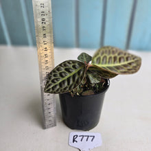 Load image into Gallery viewer, #R777 Labisia Turtle Back