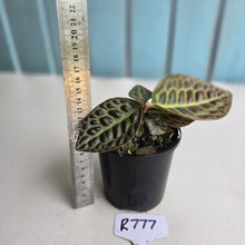 Load image into Gallery viewer, #R777 Labisia Turtle Back