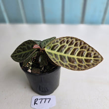 Load image into Gallery viewer, #R777 Labisia Turtle Back