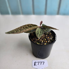 Load image into Gallery viewer, #R777 Labisia Turtle Back