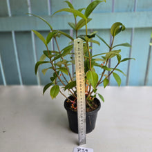 Load image into Gallery viewer, #R39 Medinilla Succulenta