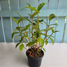 Load image into Gallery viewer, #R39 Medinilla Succulenta