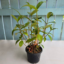 Load image into Gallery viewer, #R39 Medinilla Succulenta