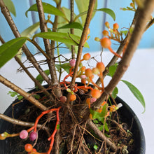 Load image into Gallery viewer, #R39 Medinilla Succulenta