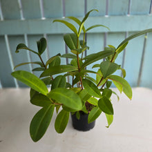 Load image into Gallery viewer, #R39 Medinilla Succulenta