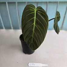 Load image into Gallery viewer, #D94 Large Philodendron Gigas