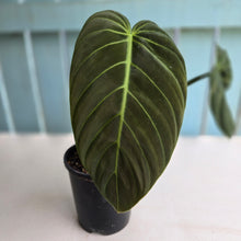 Load image into Gallery viewer, #D94 Large Philodendron Gigas