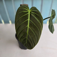 Load image into Gallery viewer, #D94 Large Philodendron Gigas