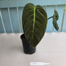 Load image into Gallery viewer, #D94 Large Philodendron Gigas