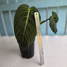 Load image into Gallery viewer, #D94 Large Philodendron Gigas