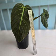 Load image into Gallery viewer, #D94 Large Philodendron Gigas