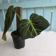 Load image into Gallery viewer, #D94 Large Philodendron Gigas