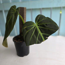 Load image into Gallery viewer, #D94 Large Philodendron Gigas