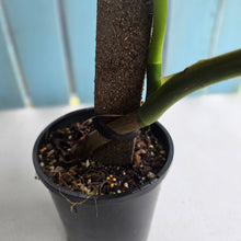 Load image into Gallery viewer, #D94 Large Philodendron Gigas