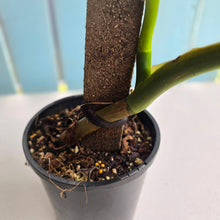 Load image into Gallery viewer, #D94 Large Philodendron Gigas