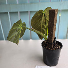 Load image into Gallery viewer, #D94 Large Philodendron Gigas