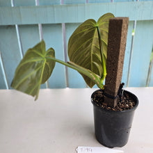 Load image into Gallery viewer, #D94 Large Philodendron Gigas