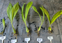 Load image into Gallery viewer, Coelogyne Burfordiense Division