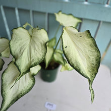 Load image into Gallery viewer, #P93 Caladium