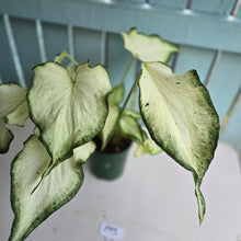 Load image into Gallery viewer, #P93 Caladium