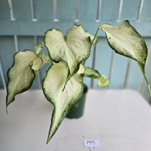 Load image into Gallery viewer, #P93 Caladium