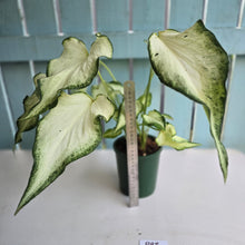 Load image into Gallery viewer, #P93 Caladium