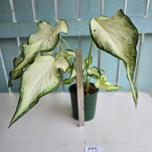 Load image into Gallery viewer, #P93 Caladium