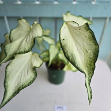 Load image into Gallery viewer, #P93 Caladium