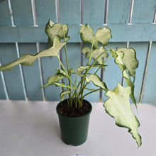 Load image into Gallery viewer, #P93 Caladium