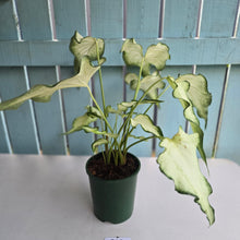 Load image into Gallery viewer, #P93 Caladium