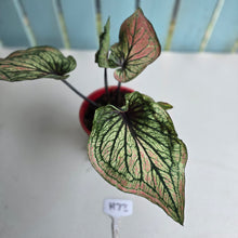 Load image into Gallery viewer, #H73 Caladium