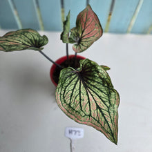 Load image into Gallery viewer, #H73 Caladium