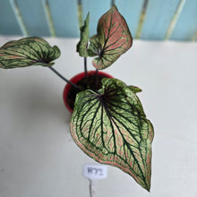 Load image into Gallery viewer, #H73 Caladium
