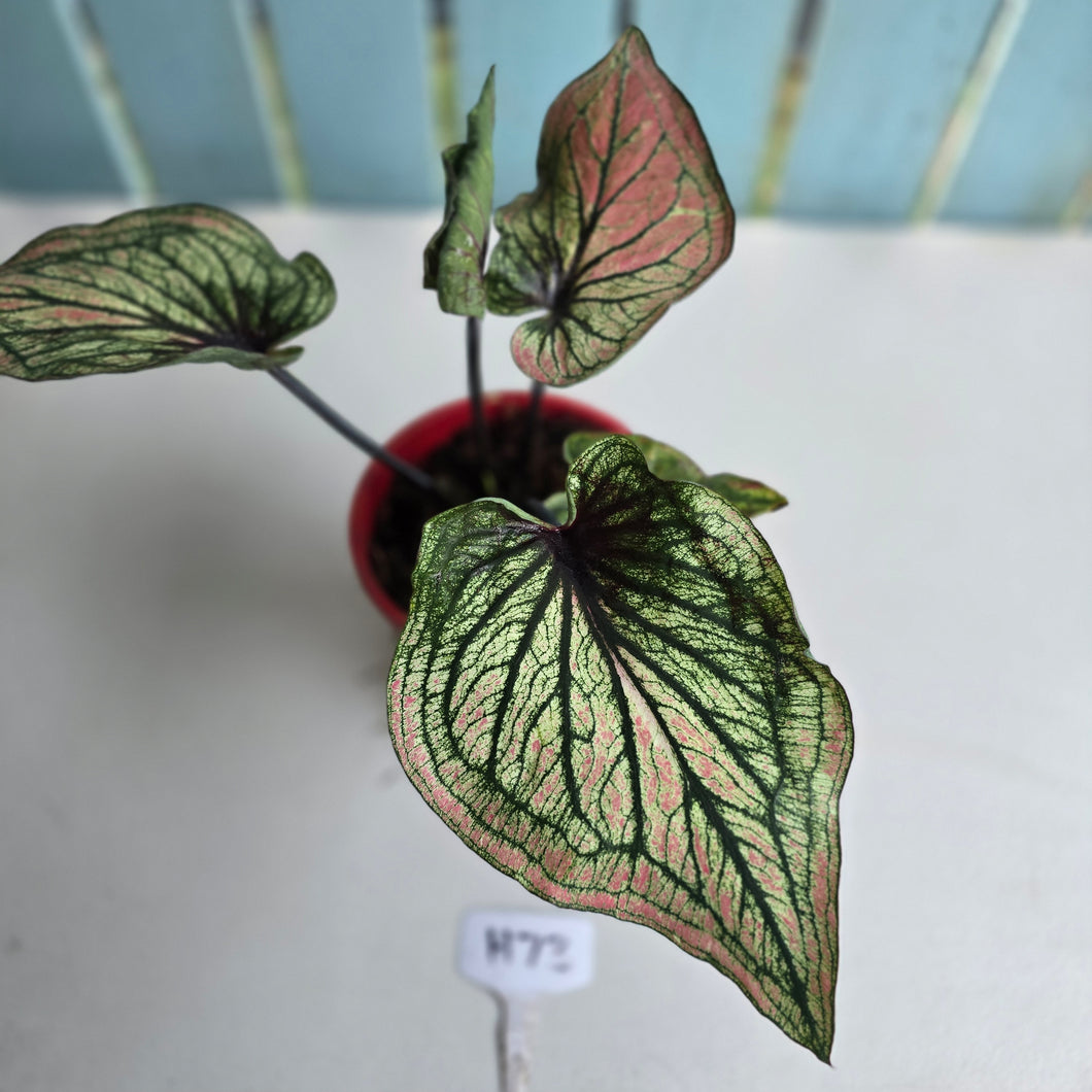#H73 Caladium