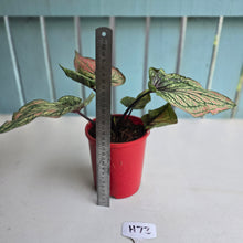 Load image into Gallery viewer, #H73 Caladium