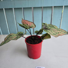 Load image into Gallery viewer, #H73 Caladium