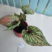 Load image into Gallery viewer, #H73 Caladium