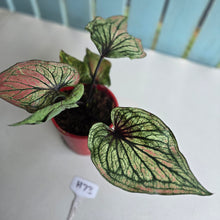 Load image into Gallery viewer, #H73 Caladium