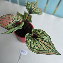 Load image into Gallery viewer, #H73 Caladium