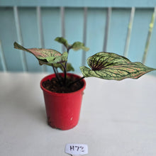 Load image into Gallery viewer, #H73 Caladium