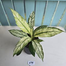 Load image into Gallery viewer, #H75 Variegated Spathiphyllum Sensation