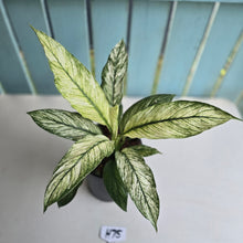 Load image into Gallery viewer, #H75 Variegated Spathiphyllum Sensation