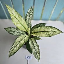 Load image into Gallery viewer, #H75 Variegated Spathiphyllum Sensation